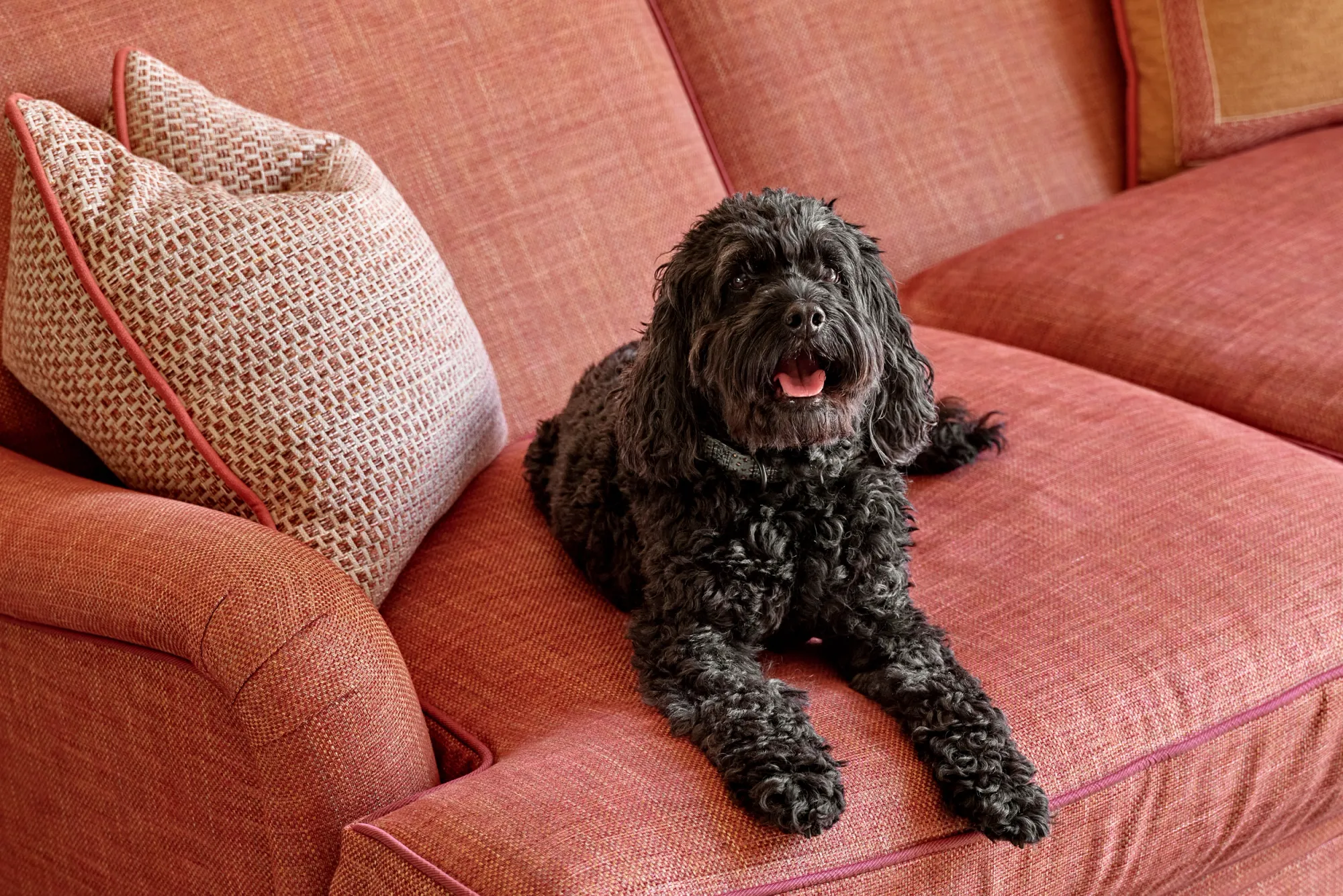 perro grande acostado en un sillón de uno de los hoteles que aceptan perros grandes.