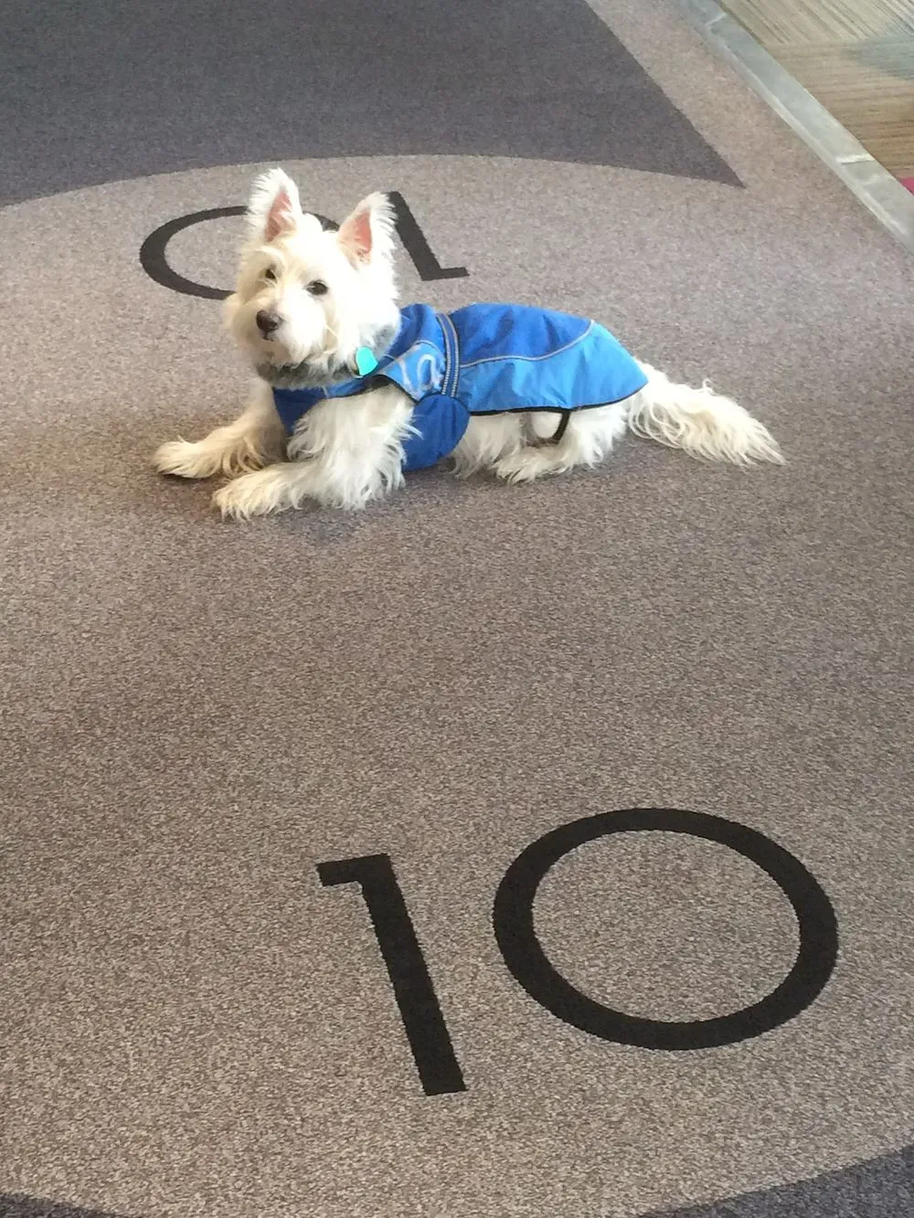 perro acostado en la entrada del hotel 10 en Quebec.