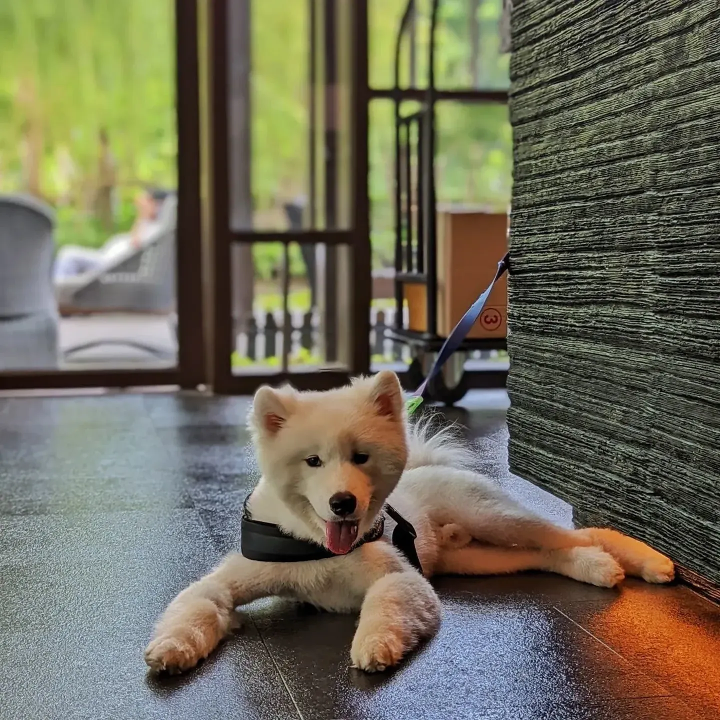 perro de raza grande en las instalaciones de uno de los hoteles que aceptan perros grandes.