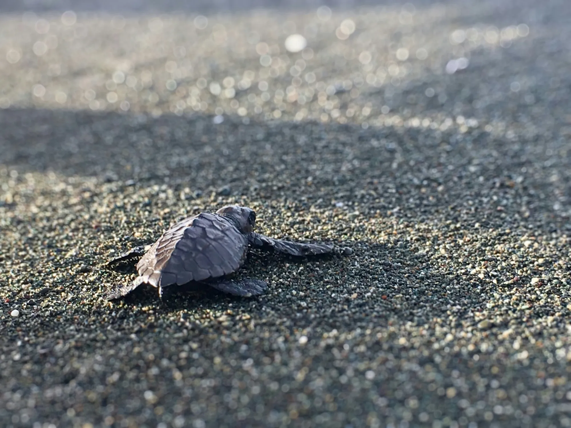 liberar tortugas marinas en aguas mexicanas. Tortuga caminando hacia el océano.