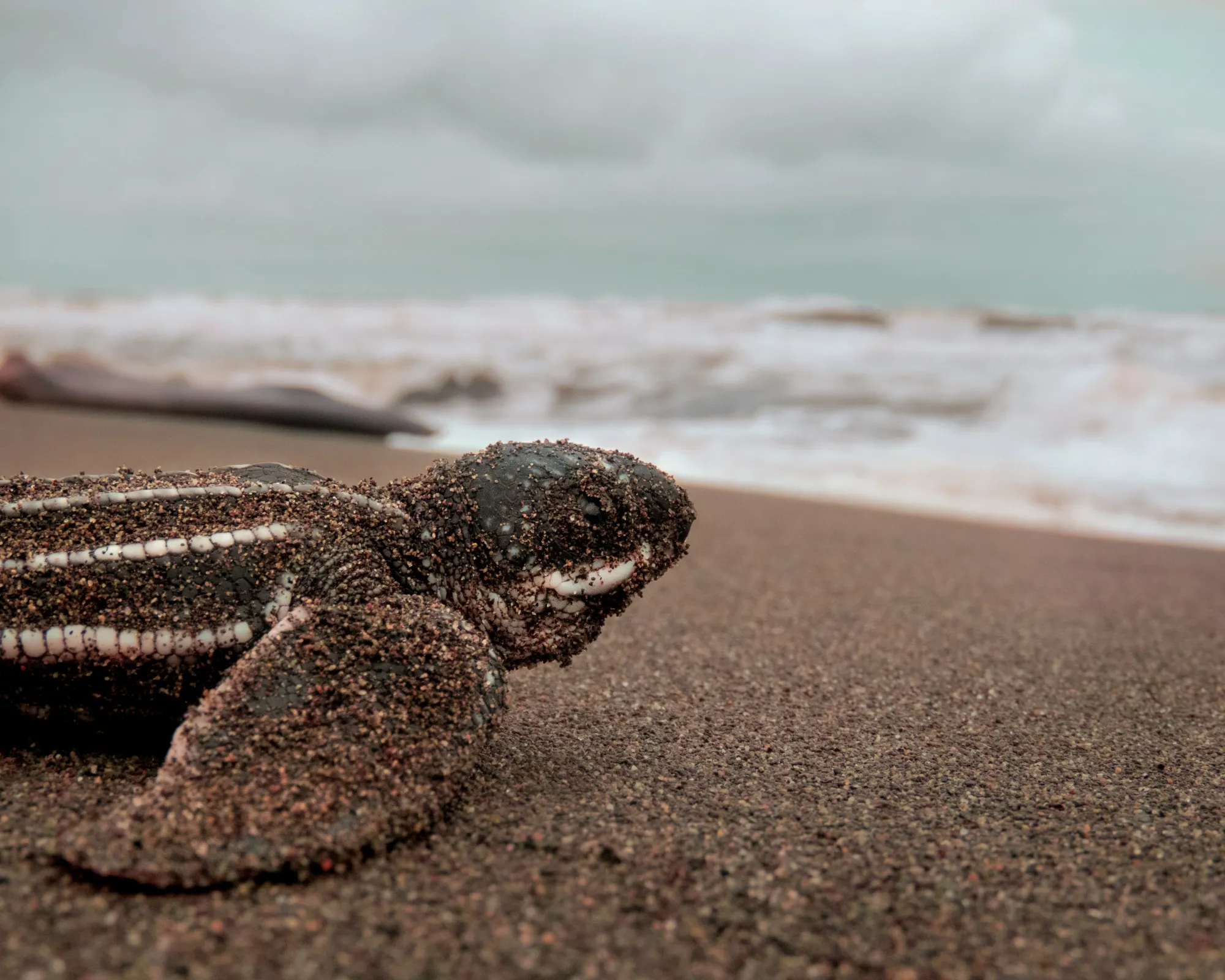 liberar tortugas temporada.