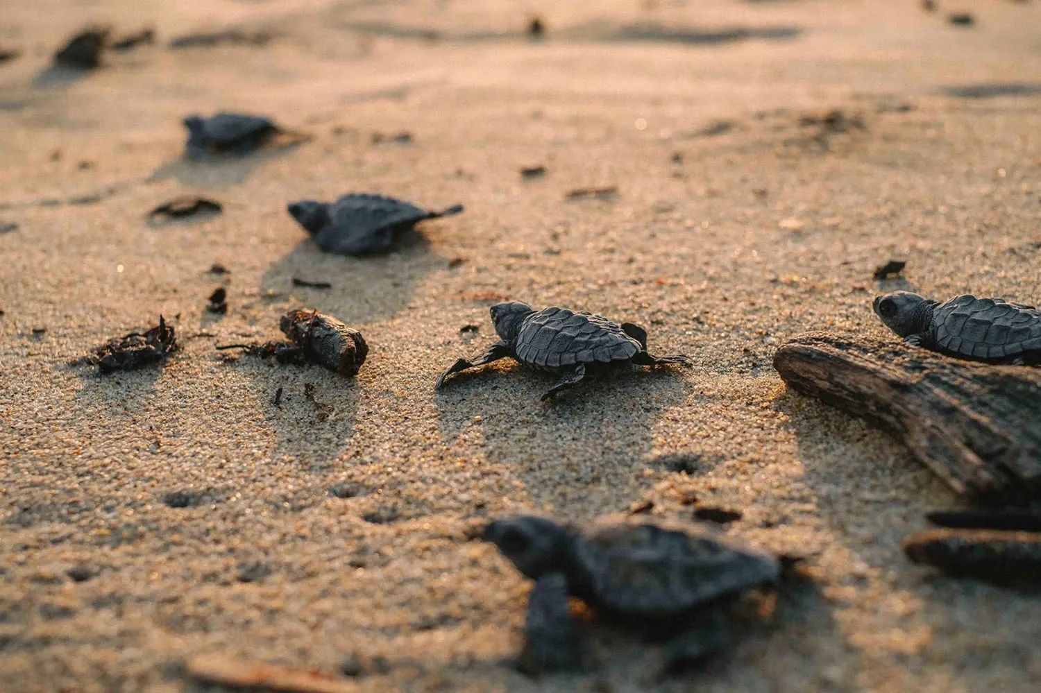 Varias tortugas siendo liberadas hacia el mar en Oaxaca, México.