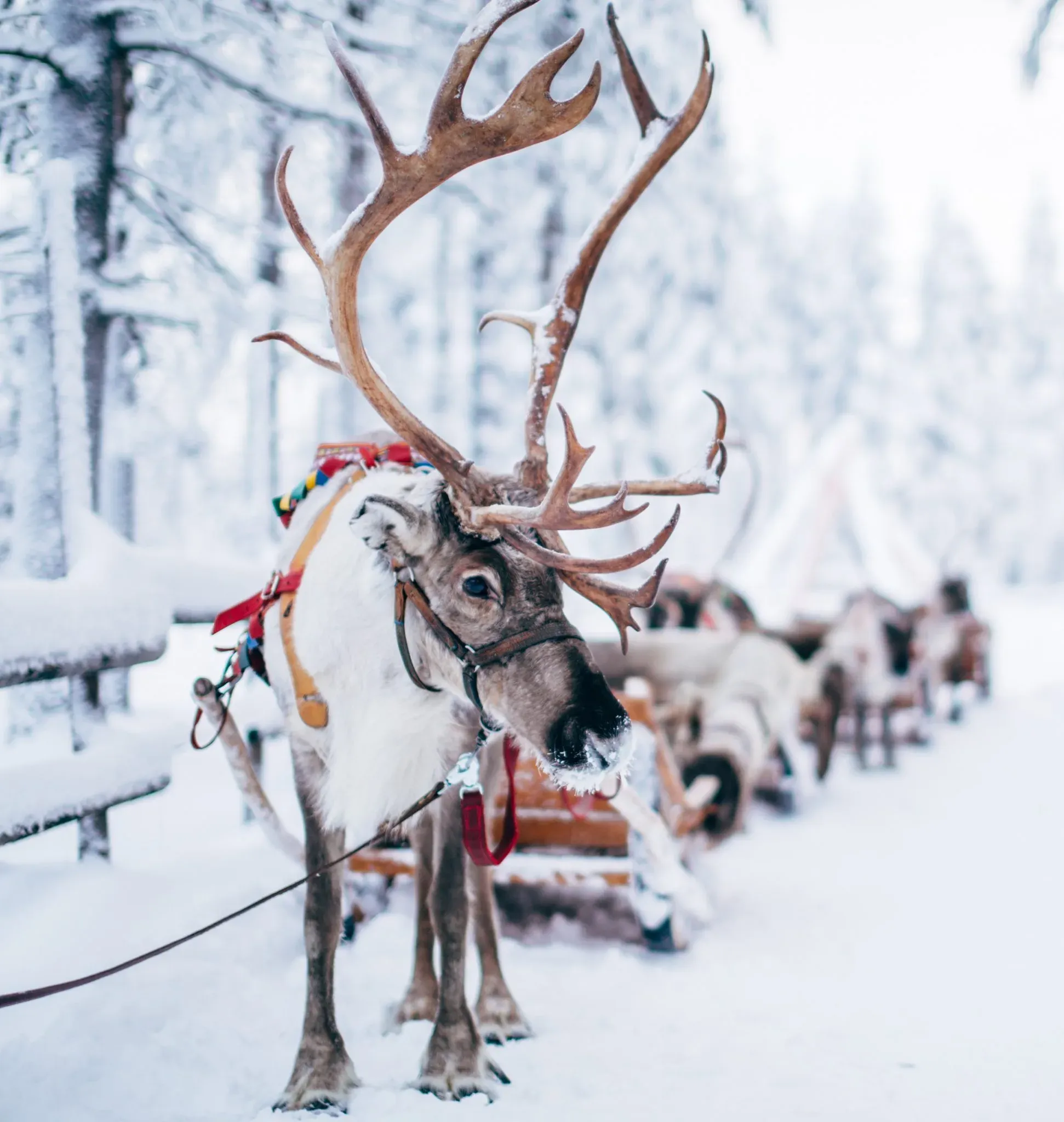 Reno de la Villa de Santa Claus en el círculo polar ártico.