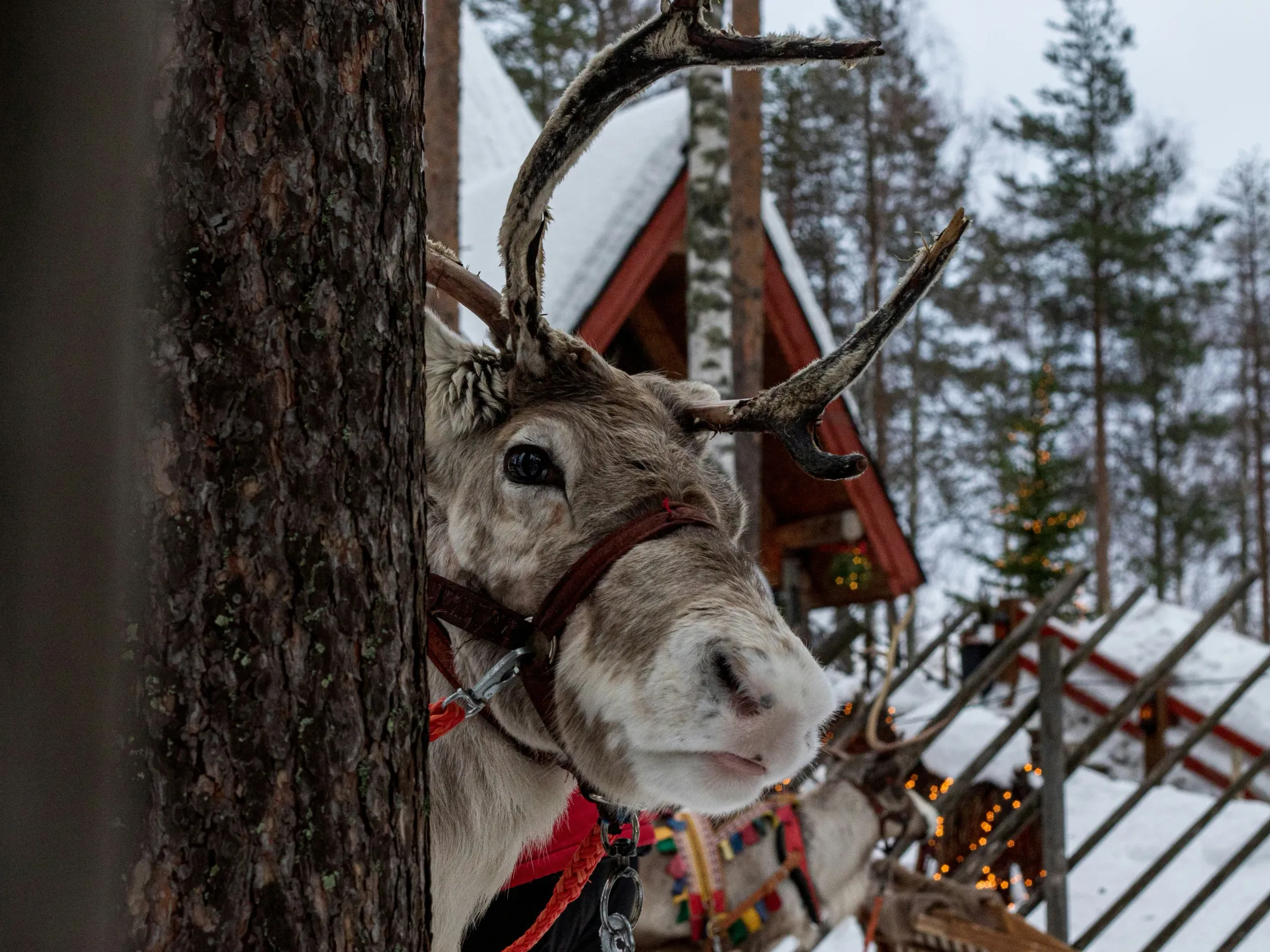 reno frente al taller de santa claus en Laponia, Finlandia.