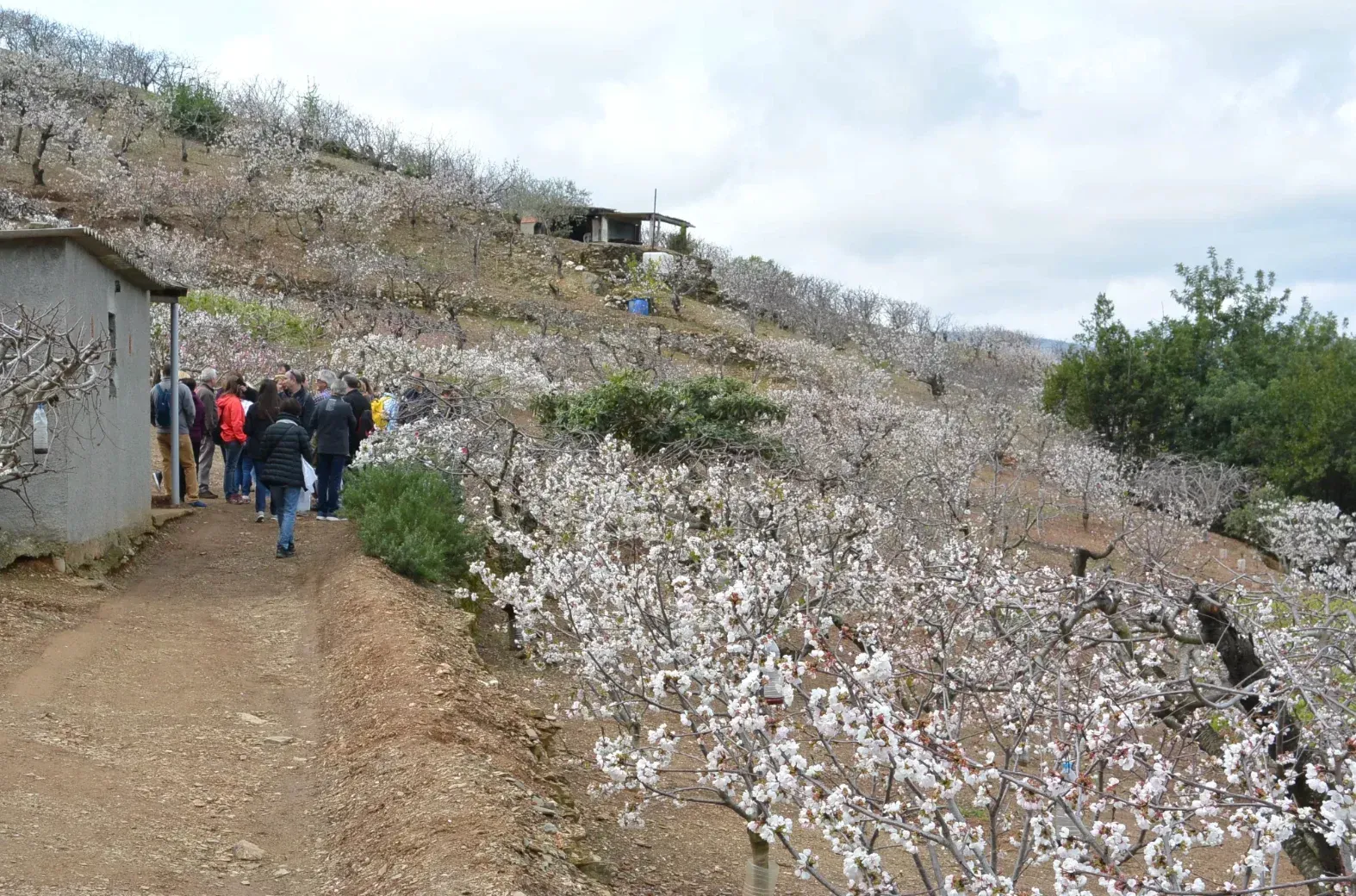 campos de flores de cerezos cerca de Barcelona.