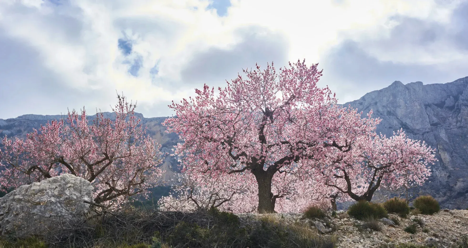 campos de flores en Tarragona, España